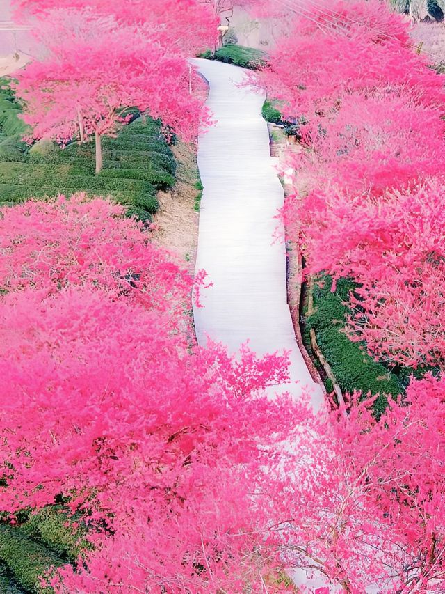 直擊《國家地理》封面級櫻花仙境! 直擊《國家地理》封面級櫻花仙境!
