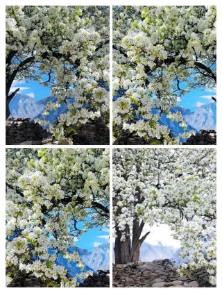 I thought the spring in western Sichuan was beautiful enough, until I came here...