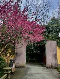2.22杭州高麗寺梅花實況～