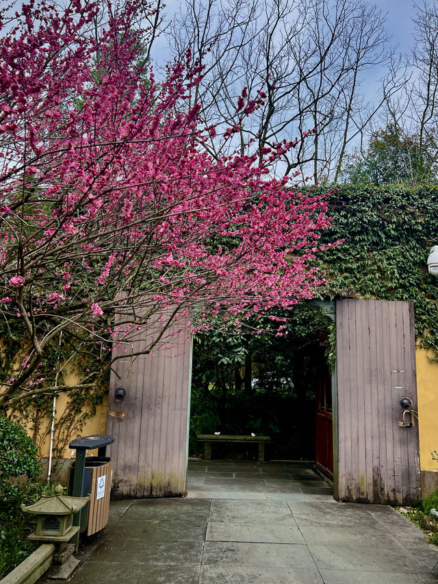 2.22杭州高麗寺梅花實況～