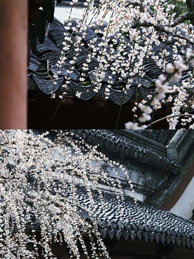 寧波賞梅一日遊‖打卡避坑攻略