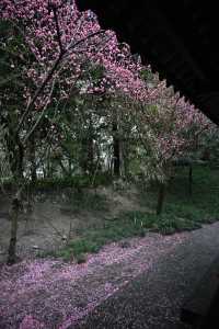 成都棠湖公園｜海棠花即將迎來最佳觀賞期！