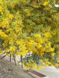 春日限定！成都賞花地圖大公開