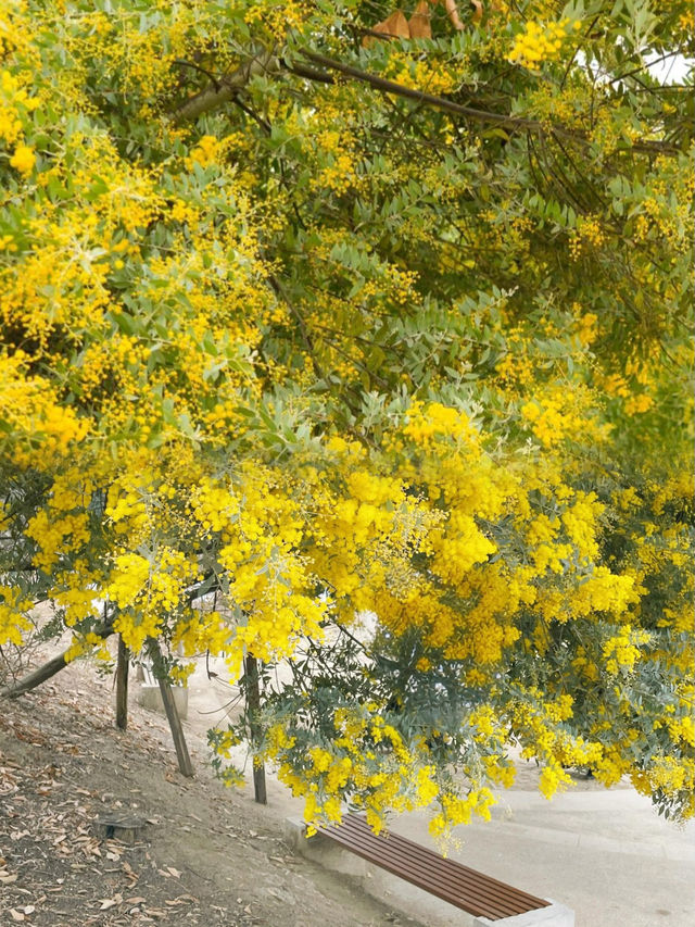 春日限定！成都賞花地圖大公開