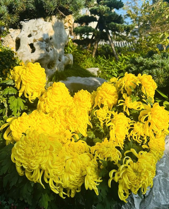 杭州植物園—賞花的天花板！！