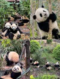 被INFJ朋友做的成都攻略震驚到了