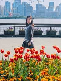3.1實拍·楊浦濱江的鬱金香美到失語