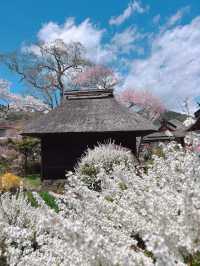 春日櫻花季 來日本盡享溫泉之旅