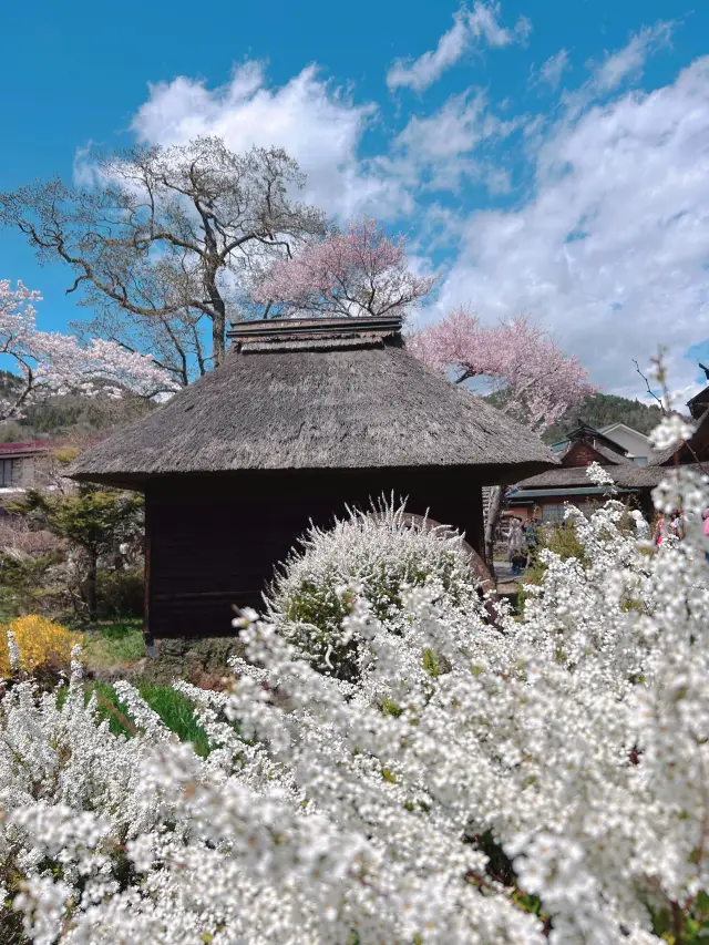 春日櫻花季 來日本盡享溫泉之旅