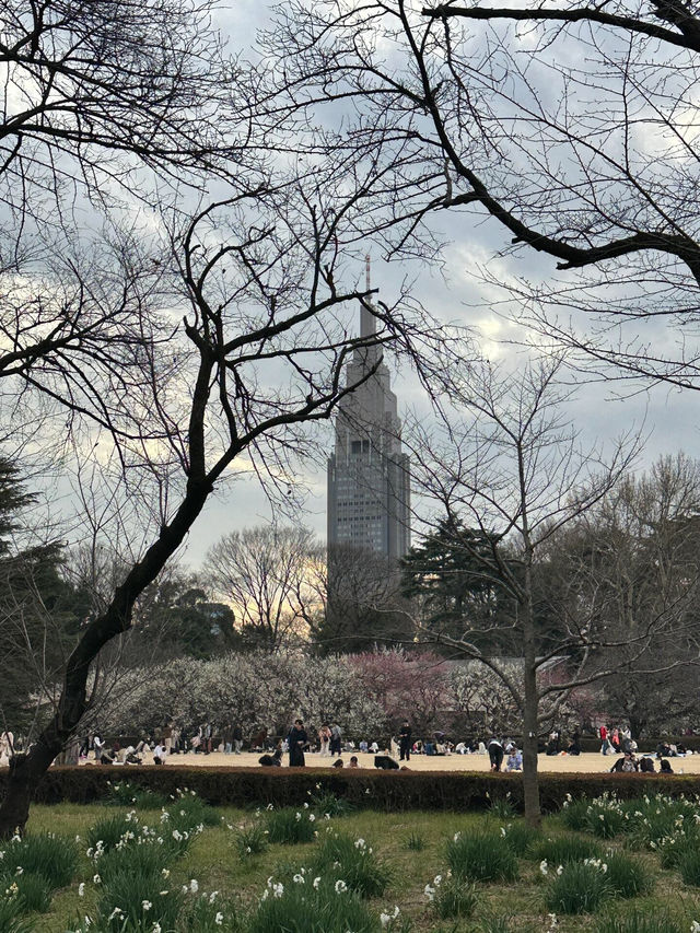  🌸 此刻的新宿御苑：櫻花樹下的浪漫瞬間