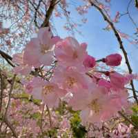 🌸博多東長寺的櫻花，是今年最難忘的詩篇