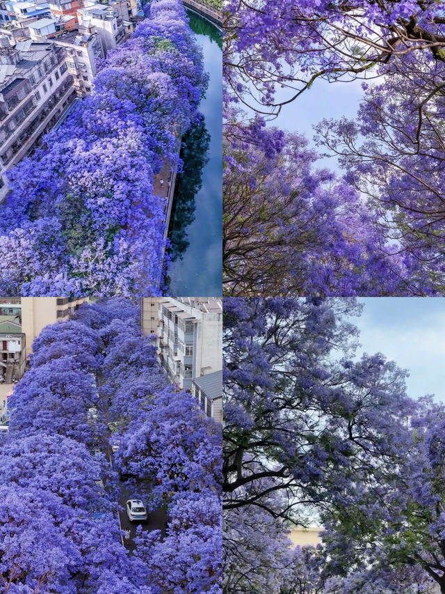 昆明的浪漫花雨 你一定一定一定要來