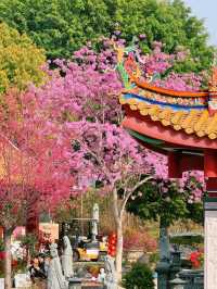 廈門春日賞花新去處！天竺岩寺紫花風鈴木