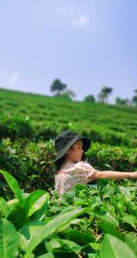 「世界茶源」普洱，跟隨馬幫腳步重走茶馬古道