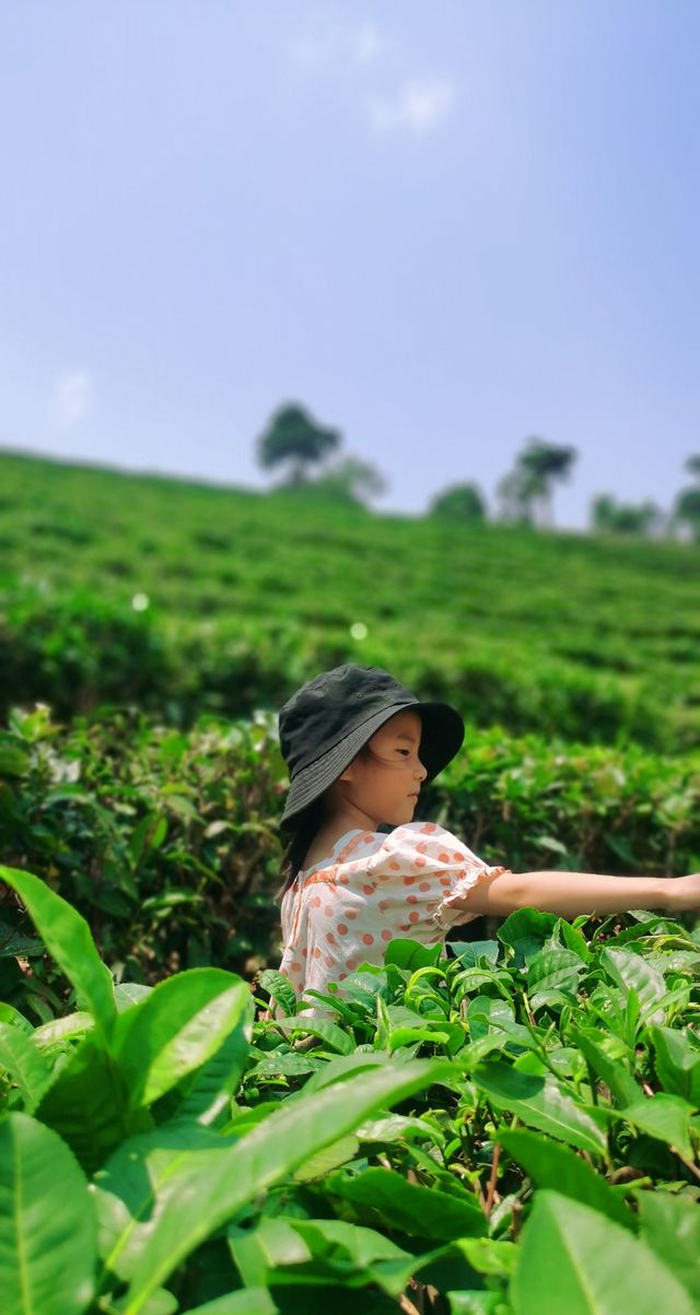 「世界茶源」普洱，跟隨馬幫腳步重走茶馬古道