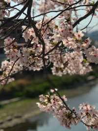 福岡賞櫻全攻略：海濱都市的春日櫻花浪漫！