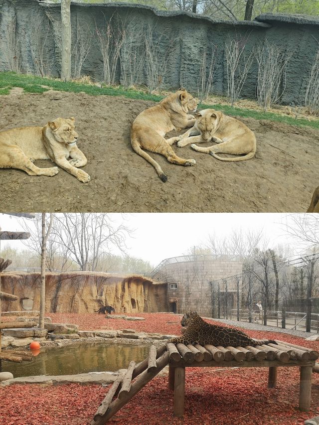 帶娃打卡北京野生動物園的正確姿勢~
