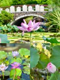 日本草津市立水生植物園 | 水之森的夢幻之旅
