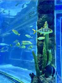 海底奇境的夢幻漫遊：觀瀾海洋世界的一日