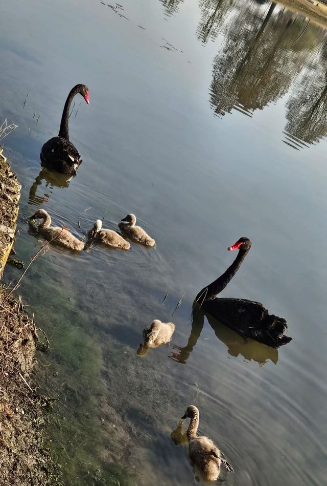 2025春日漫遊指南：上海辰山植物園「花海×美食」全維攻