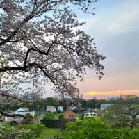 🌸福岡遊之舞鶴公園賞櫻🌸 