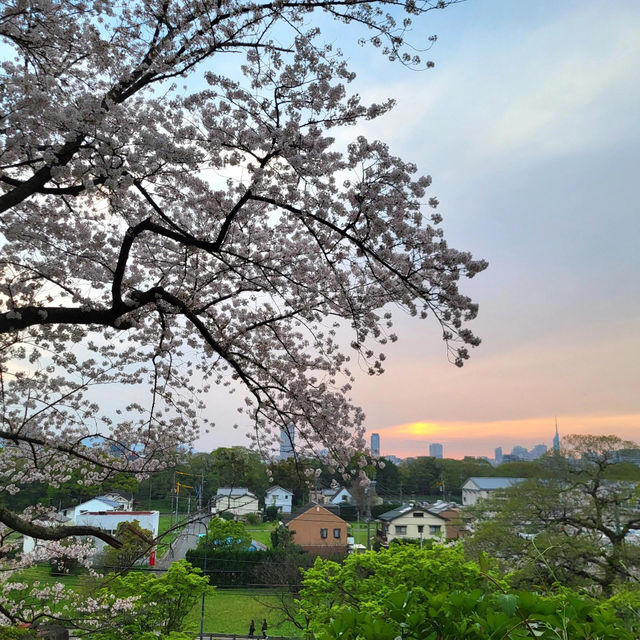 🌸福岡遊之舞鶴公園賞櫻🌸 