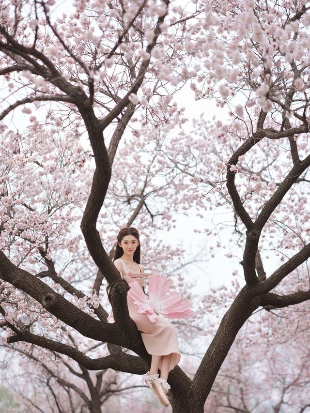 這麼美的梅花在長春。