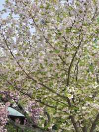 🌸新宿御苑 | 東京櫻花季的夢幻之約🌸