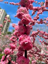邂逅浪漫花海，濰坊人民公園春日限定