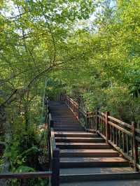 太陽河原始森林公園