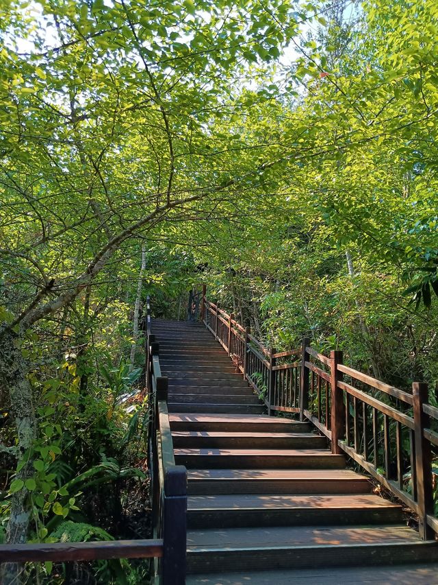 太陽河原始森林公園