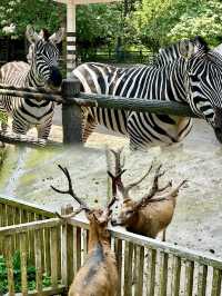 《貴州野生動物園:呢度嘅動物比你嘅前度仲難氹!》