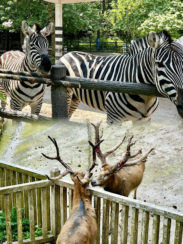 《貴州野生動物園:呢度嘅動物比你嘅前度仲難氹!》