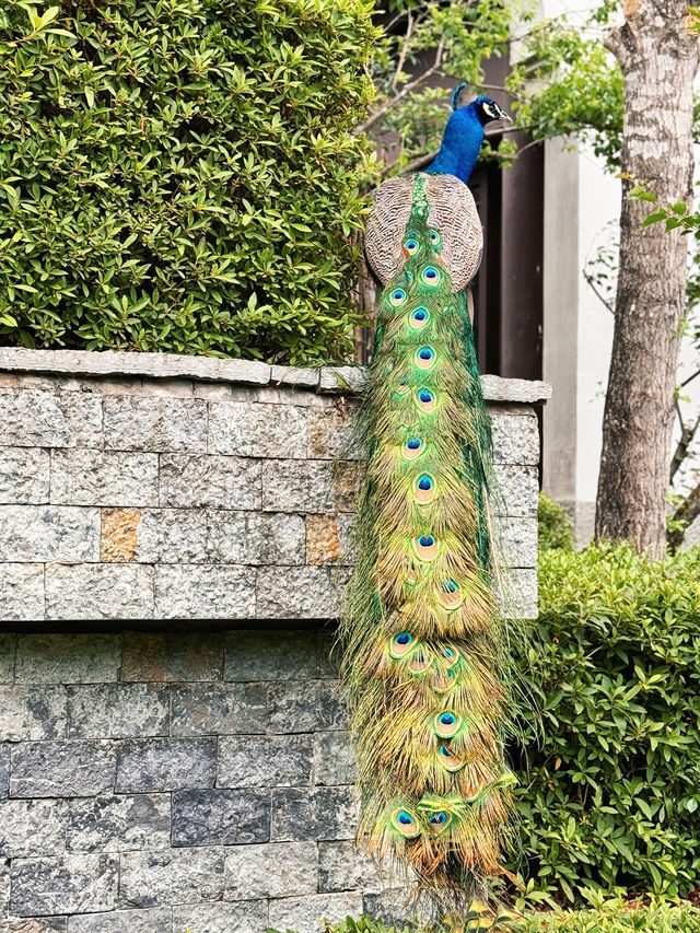 帶小狗自駕陽朔｜山水畫卷悅榕莊