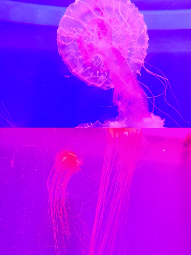 在廣州！與海洋精靈親密接觸的絕佳去處