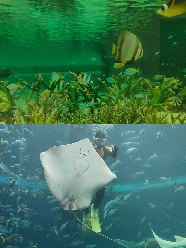 來鴨川海洋世界，展開一場奇妙的藍色之旅吧！