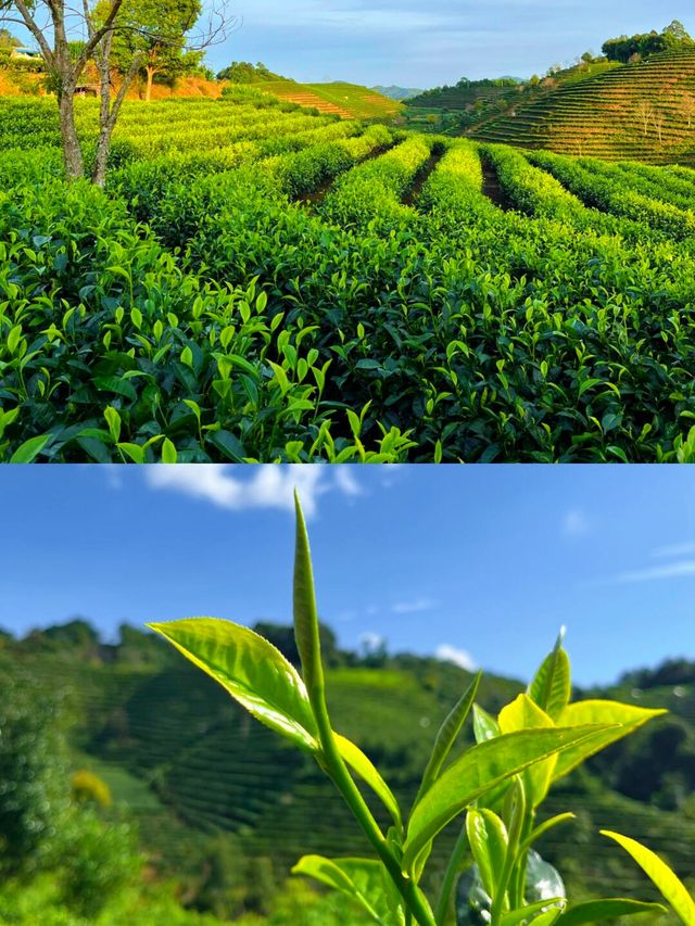 向全世界安利雲南之秘境臨滄