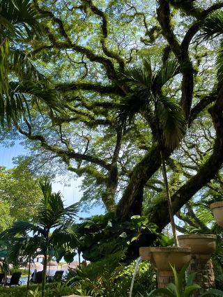 Penang's West Coast: The Lazy Coastal Line with Nanyang Charm