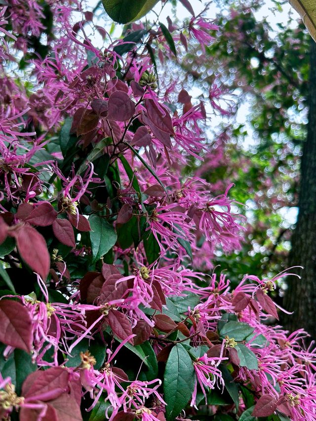黃桷埡老街將重慶千年煙火氣塞進一條街了