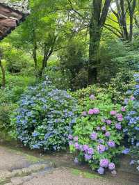 奈良長谷寺 | 繡球花的古寺雅韻