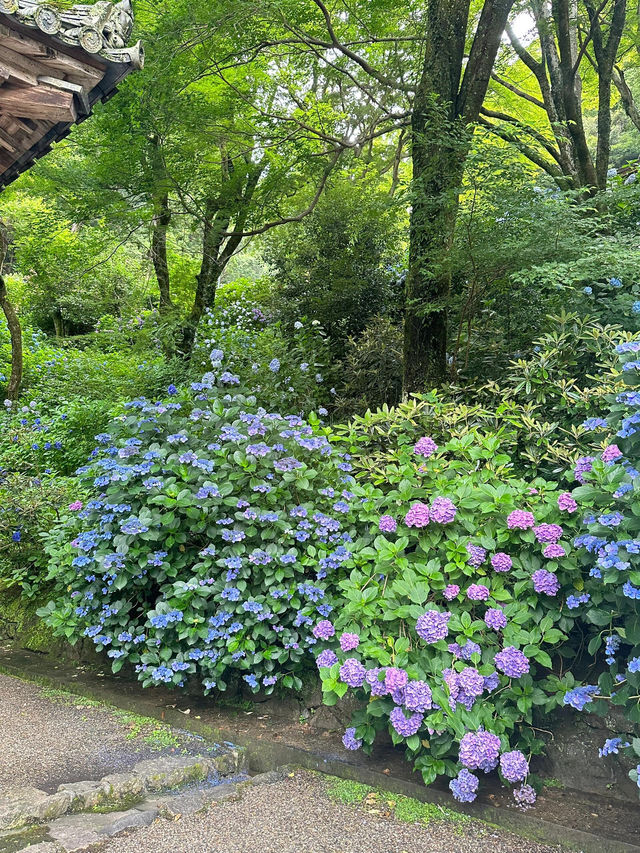 奈良長谷寺 | 繡球花的古寺雅韻