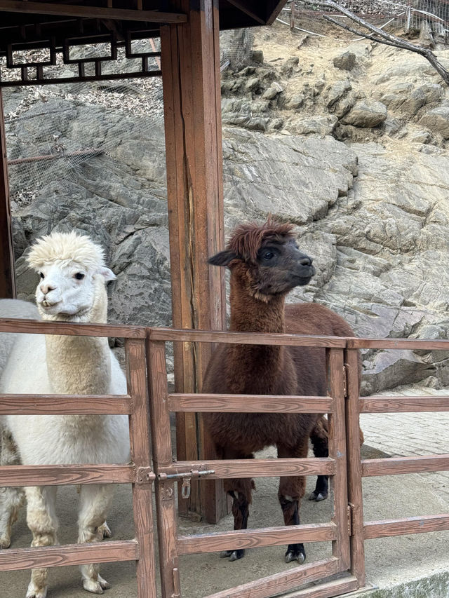 洛陽·宜陽｜竟然藏咗一個咁好玩嘅動物園！