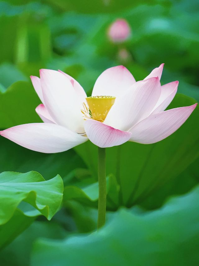 6.17實拍！呢片免費百畝荷花开得正好，3蚊/朵