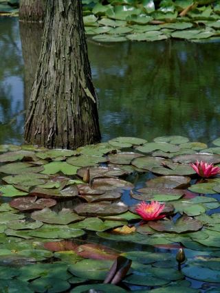 Nanjing's Hidden Gem | Chishan Lake National Wetland Park
