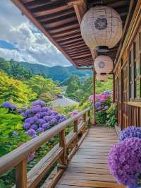 無盡夏嘅日本，闖入藍紫繡球花海秘境！