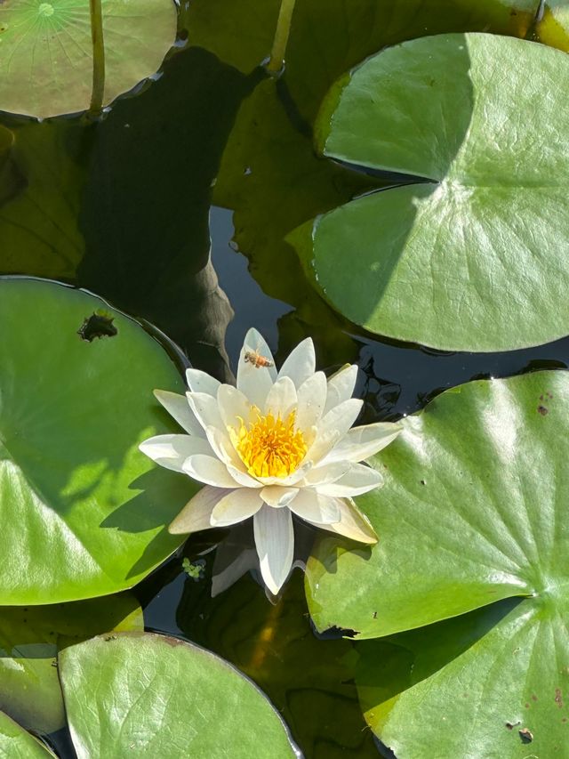 唔好再去西湖同人逼人！湘湖花海賞荷超絕攻略