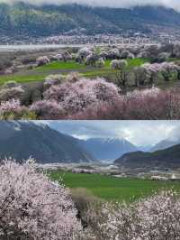 波密桃花溝：邂逅一場春日嘅粉色浪漫