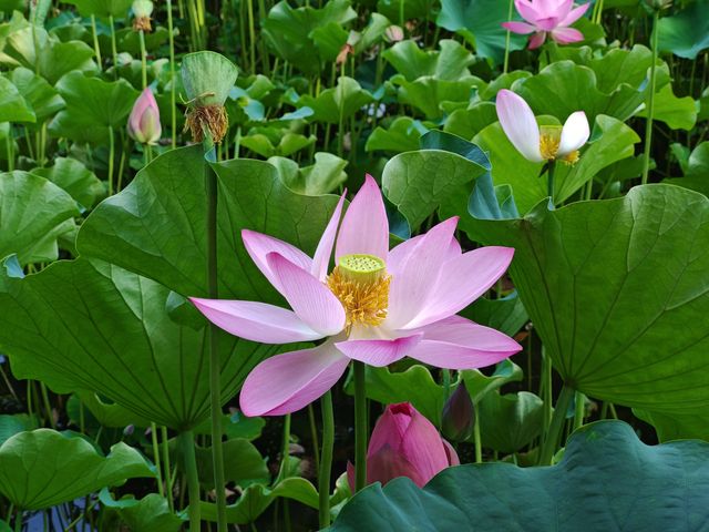 金鷹山莊賞荷