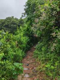 雨落金九道：苔痕石徑裡的中韓情誼與山野清歡