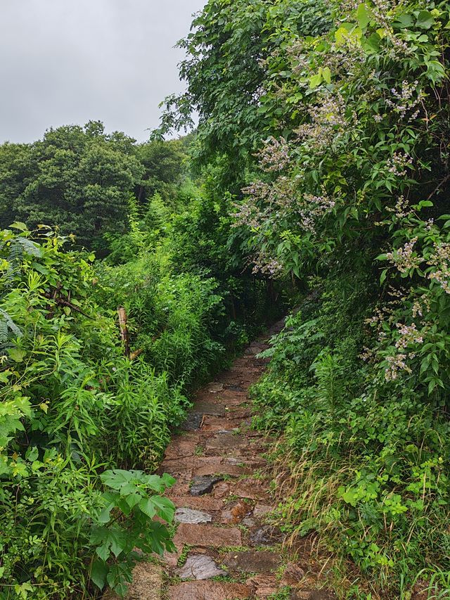 雨落金九道：苔痕石徑裡的中韓情誼與山野清歡